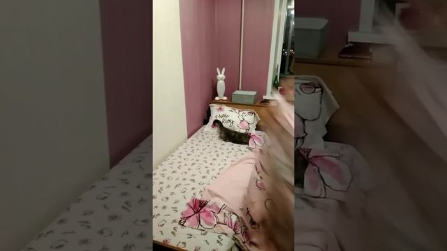 Как застелить кровать в доме, где есть кошка?