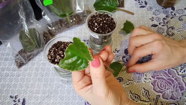 Фиалки с листика! Укореняю листик двумя способами. Фиалки у Алисы. смотреть онлайн