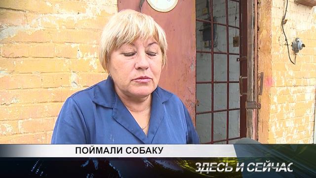 ПОЙМАЛИ СОБАКУ смотреть онлайн