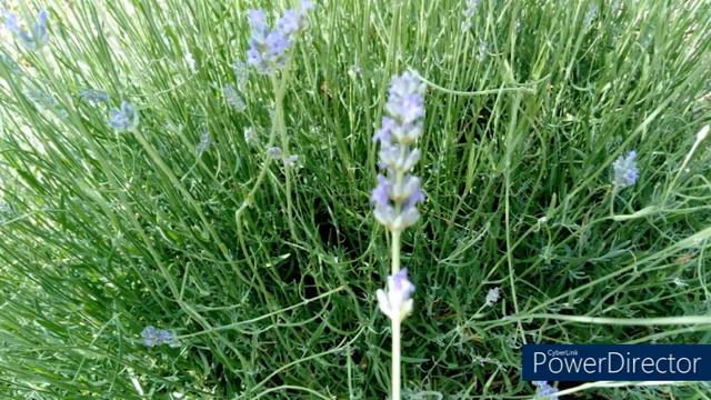 🍀 Lavanda (Lavandula angustifolia Mill.). 🍀 смотреть онлайн