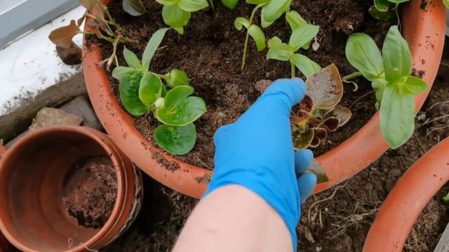 10 идей создания ЦВЕТОЧНЫХ КОМПОЗИЦИЙ в кашпо