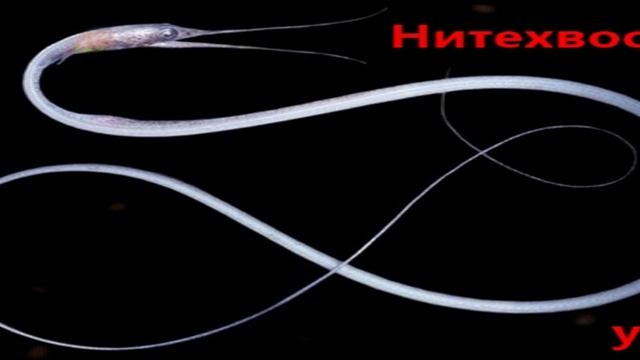 Удивительные животные нашей планеты. Выпуск №1 смотреть онлайн