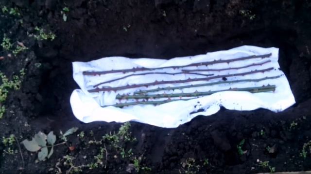 Зимнее сохранение побегов роз в прикопе смотреть онлайн