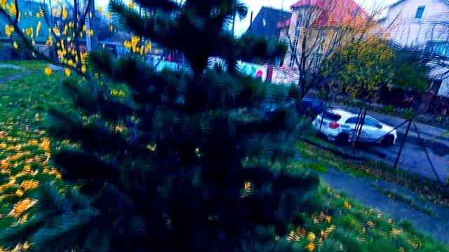 ЕЛКА ХВОЙНАЯ "ЛЕСНАЯ КРАСАВИЦА" смотреть онлайн