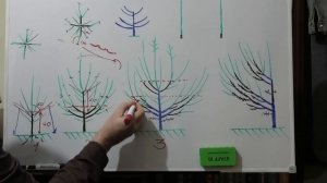 ФОРМИРОВКА АБРИКОСА улучшенная ЧАША. Особенности роста и ускорение плодоношения.