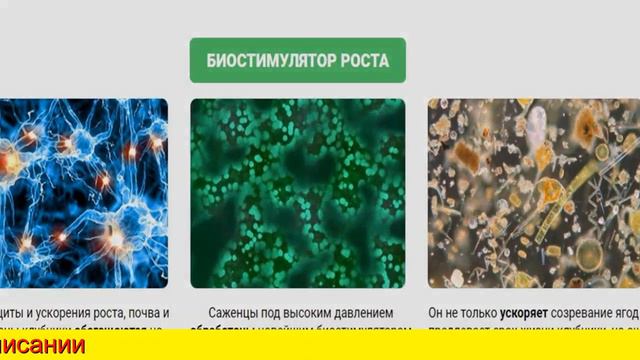 Чудо Клубника Сказочный Сбор Реальные Отзывы И Инструкция смотреть онлайн