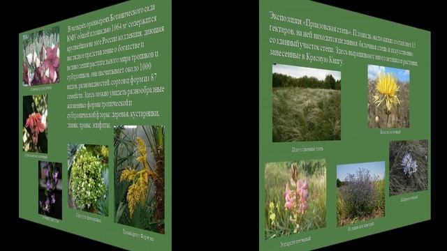 Растительная "сокровищница" Дона. Виртуальная экскурсия. смотреть онлайн