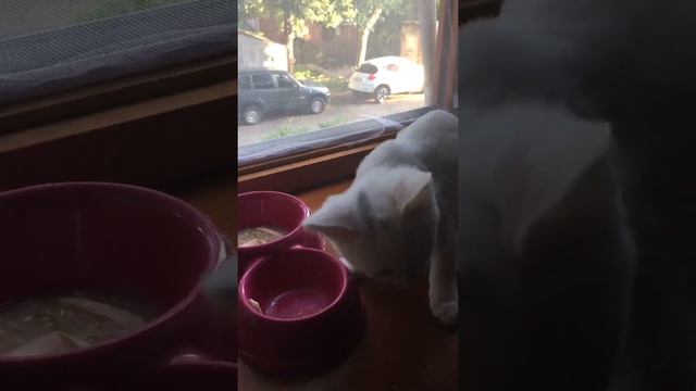 Капитоша хорошо кушает, ему надо расти и набираться сил - впереди длинная жизнь! смотреть онлайн