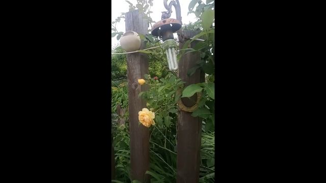 Роза Плетистая Грехом Томас #Shorts смотреть онлайн