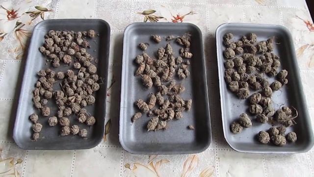 чуфа и её сорта смотреть онлайн