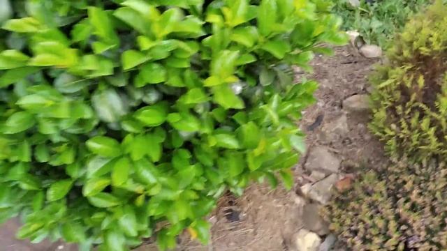 Лавровишня 'Этна'. Выращивание в Предгорном Крыму. смотреть онлайн