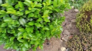 Лавровишня 'Этна'. Выращивание в Предгорном Крыму.