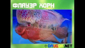 Флауэр Хорн