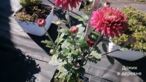 Зимующие хризантемы. Корейские.