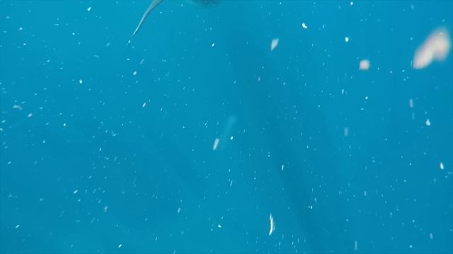 Chased down by a Great White Shark #greatwhite #shark #fishing смотреть онлайн