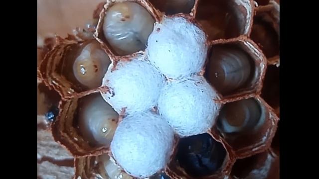 Личинка осы смотреть онлайн