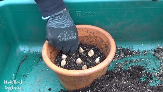 Planting Iris reticulata in Pots | What to Plant in Autumn | November Bulb Planting in Containers смотреть онлайн