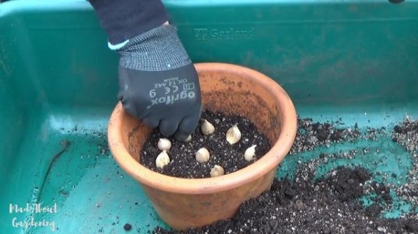 Planting Iris reticulata in Pots | What to Plant in Autumn | November Bulb Planting in Containers