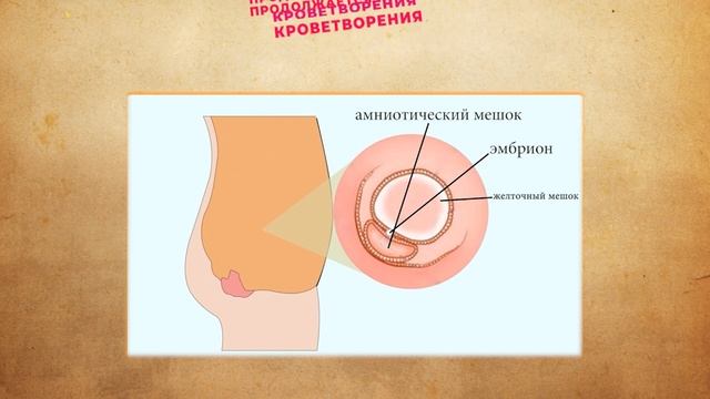 Третья Неделя беременности, Признаки, Симптомы и Эмбрион