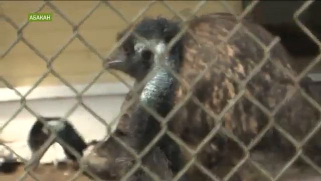 Симпатичные питомцы появились в зоопарке Абакана смотреть онлайн