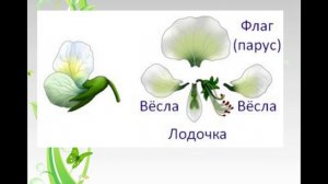 Строение цветка семейства бобовые