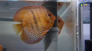 Рыборазводня Олега Филиппова – Кристалл дискус