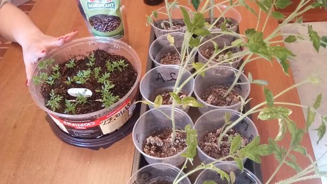 Рассада помидор. Биоудобрение AGROPLANT. Эксперимент. смотреть онлайн