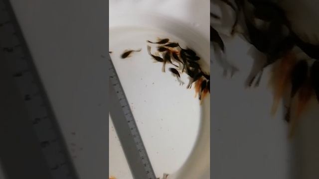 Анциструс вуалевый "стрекоза". смотреть онлайн