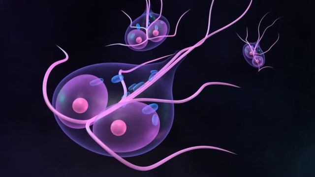 Лямблии симптомы смотреть онлайн