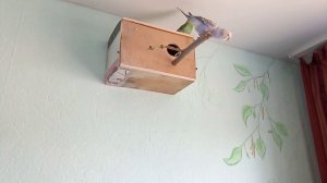 Разведение попугаев, половое поведение, волнистые попугаи