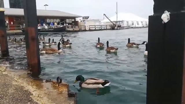 Chicago 2019 смотреть онлайн