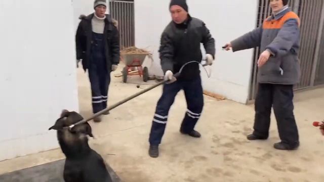 Собачий приют в Астрахани | AST-NEWS.ru смотреть онлайн