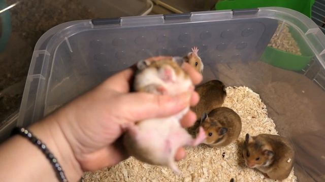 #ПРОДАЮ_сирийских_ХОМЯКОВ Др 13/10/ 22 #атласный тип шерсти ЦЕНА 1 000 рублей САМКИ +7 921 595 08 4 смотреть онлайн