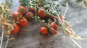 Сафлор. Интересный опыт