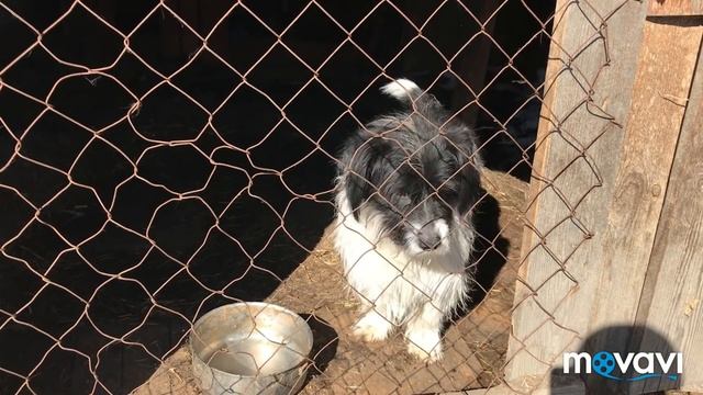 Опять сыр//Добили козовник//Первая весенняя прогулка//Простой ореховый пирог//