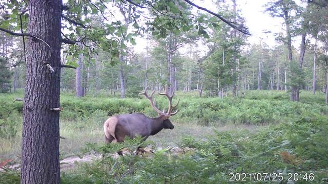 Another big Elk on the trailcam смотреть онлайн