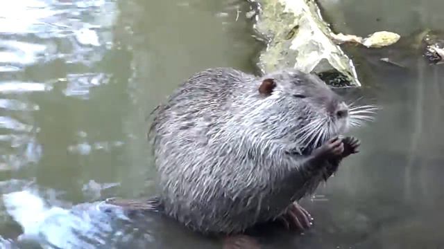 Забавные животные в Сочинском Дендрарии.(осень 2018г.) смотреть онлайн