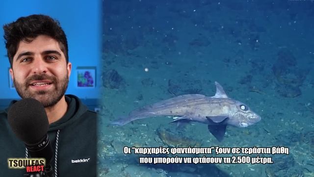 ΤΑ ΠΙΟ ΠΕΡΙΕΡΓΑ ΖΩΑ ΤΟΥ ΠΛΑΝΗΤΗ | Tsoulfas React #33 смотреть онлайн