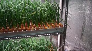 Лук за 21 день на гидропонике. AGROLUX 3.0 для выращивания зеленого лука