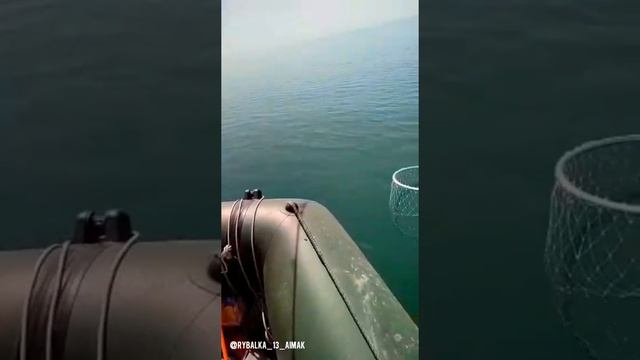 Рыбалка Шардара 5 6 кг Сазан смотреть онлайн