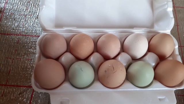 сколько яиц дают мои курочки / цена на пшеницу и отруби.... смотреть онлайн