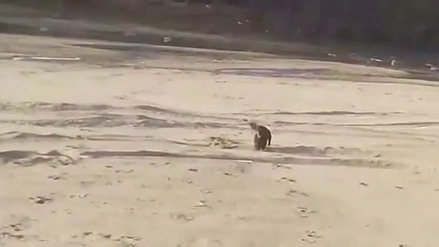 Копия видео "Такса Video 2017 11 03 at 10 54 11" смотреть онлайн