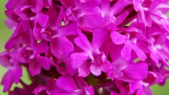 Растение Анакамптис пирамидальный (лат. Anacamptis pyramidalis) смотреть онлайн