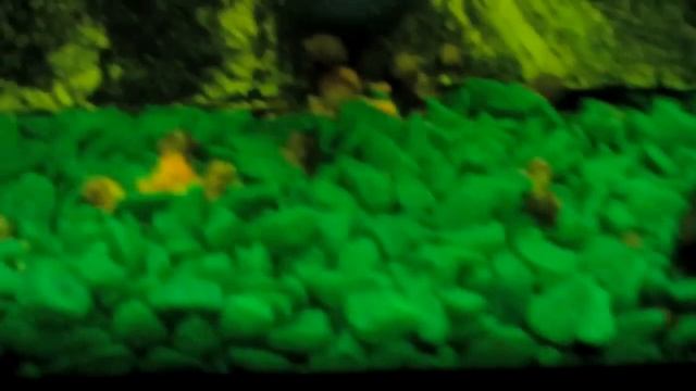 КРЕВЕТКА -МАНДАРИНКА смотреть онлайн