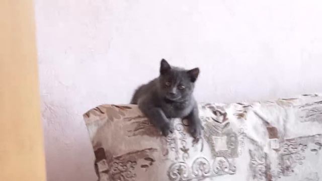 играет сам скоттиш страйт смотреть онлайн