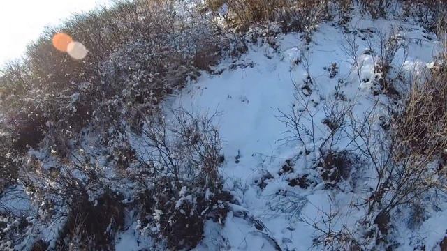 Манна Небесная.Это невероятно! Зайцы выпрыгивают из под ног и топотят ,как кони. Три зайца за час. смотреть онлайн