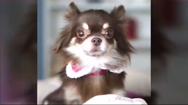 Факти о Нютиних чихуашек🐶🔮(фан Ани Меджик) смотреть онлайн