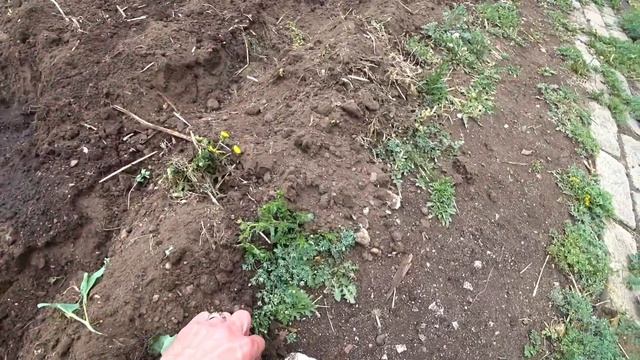 ОГОРОДНЫЕ ХЛОПОТЫ|ПЕРВЫЕ ВСХОДЫ НА ГРЯДКАХ| КАК ПОЛИВАТЬ ПОМИДОРЫ|