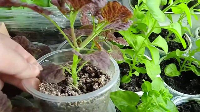 Колеусы после прищипки смотреть онлайн