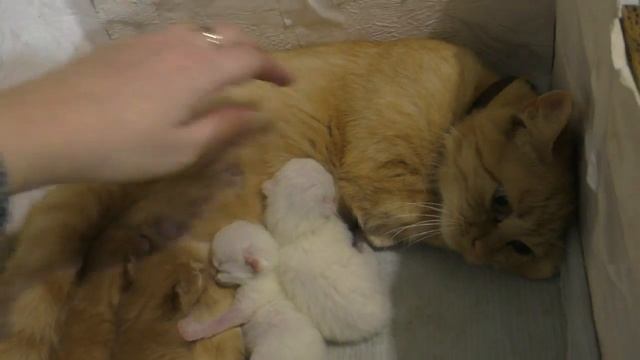 Кошка Ласка родила котят//Маленькие милые белые и рыжие котята смотреть онлайн